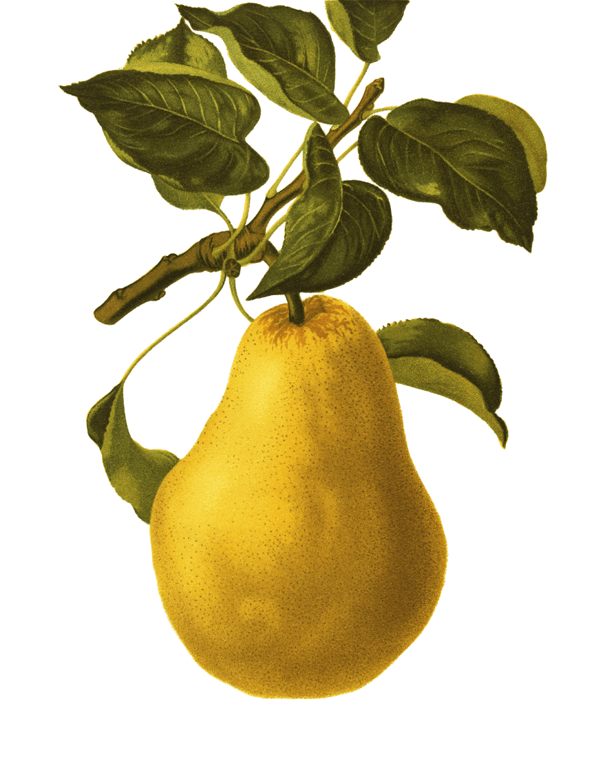 illustration of a pear